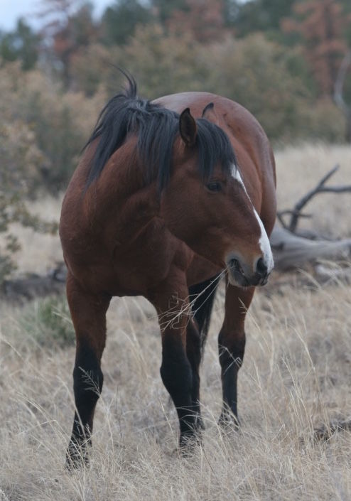 Wild horse deaths prompt questions
